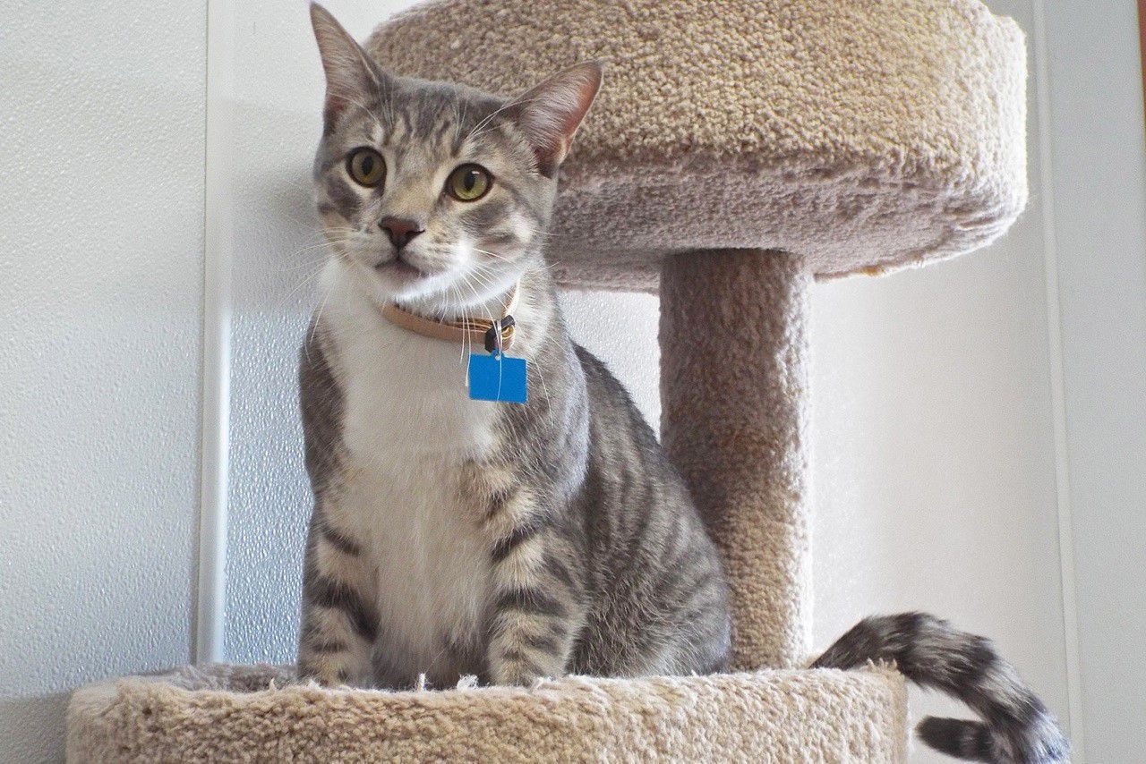 Adopt a friend: Stedman
